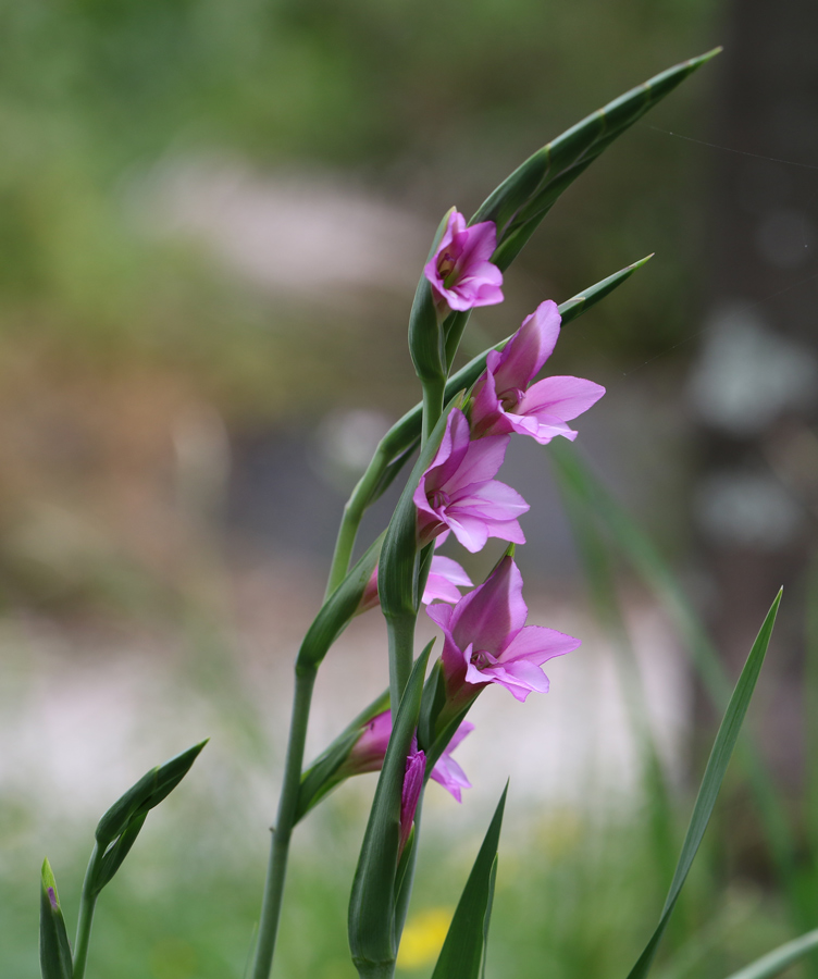 Gladiolo aiuto determinazione
